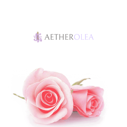 Rose EO Rose EO