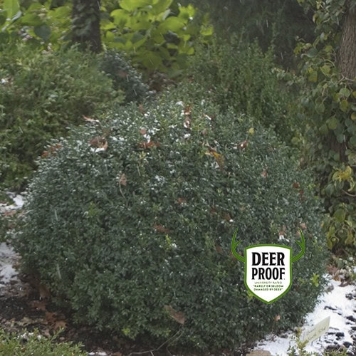 Boxwood Northstar® Proven Winner™