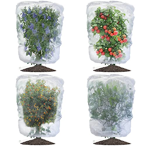 Berry Bushes for Birds