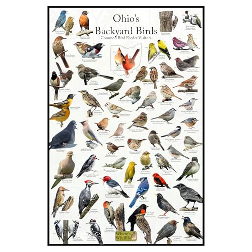 Ebird Ohio Rare Bird Alert