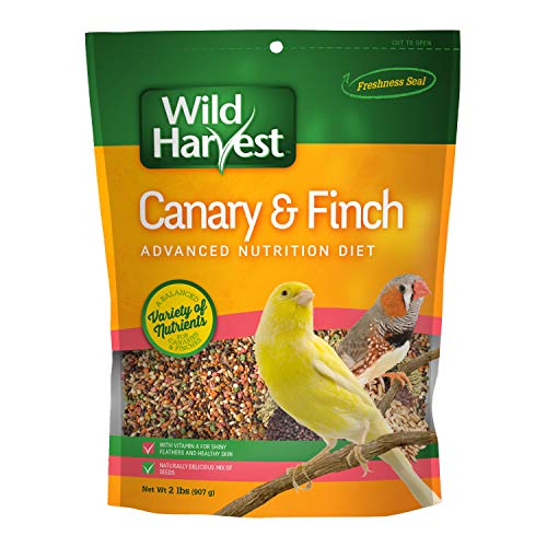 What Do Pet Finches Eat