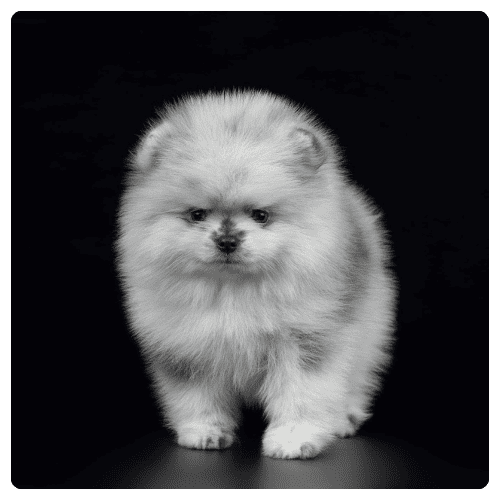 Portafolio 1 gestion-canina-portafolio