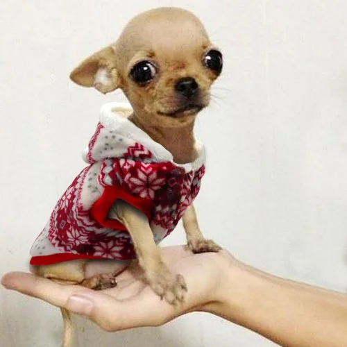 Ropa para Chihuahuas roja 