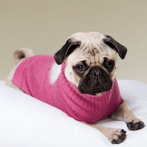 Ropa Para Pug