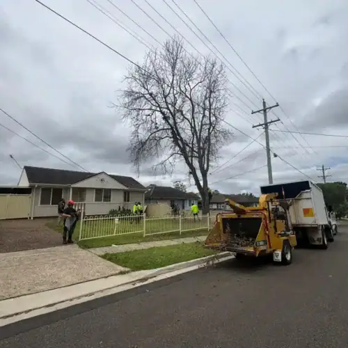 tree removal Law NSW