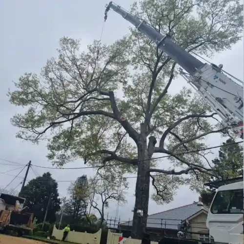 Tree Removal Seven Hills