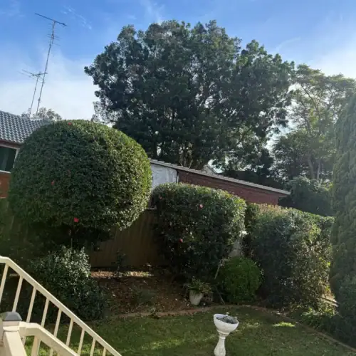 arborist Gordon
