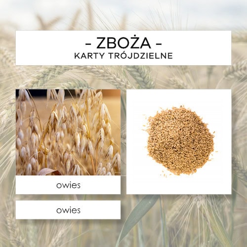Zboża - karty trójdzielne 18 szt.