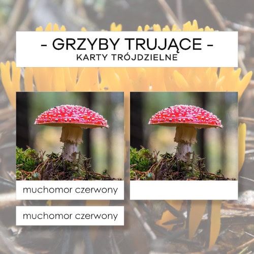 Grzyby trujące - karty trójdzielne 15 szt.