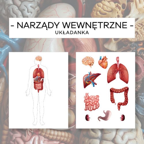 Narządy wewnętrzne człowieka - układanka