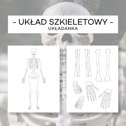 Układ szkieletowy człowieka - układanka