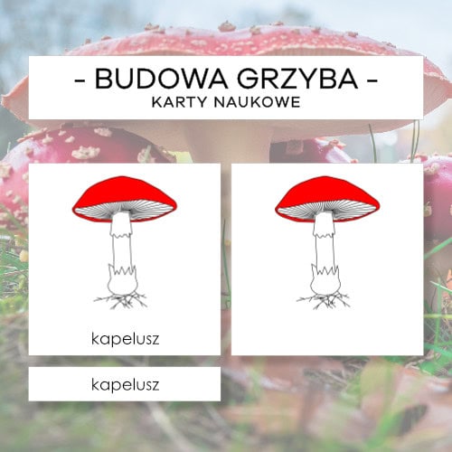 Budowa grzyba z blaszkami - karty naukowe 8 szt.