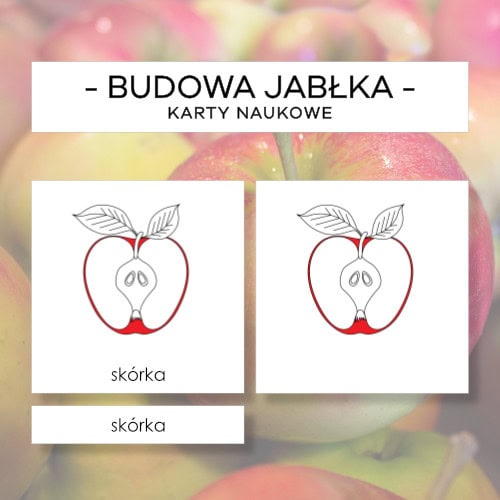 Budowa jabłka - karty naukowe 9 szt.