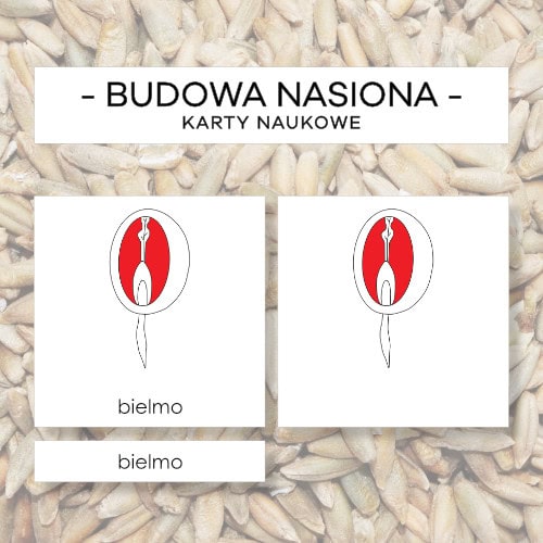 Budowa nasiona bielmowego - karty naukowe 6 szt.