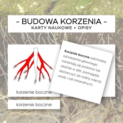 Budowa korzenia - karty naukowe 5 szt. + opisy