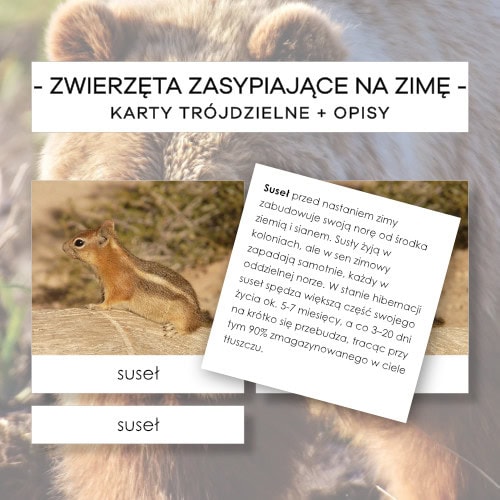 Zwierzęta zasypiające na zimę - karty trójdzielne 15 szt. + opisy