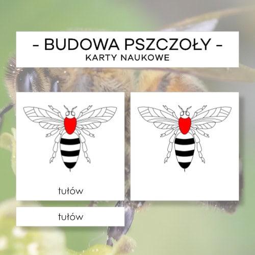Budowa pszczoły - karty naukowe 10 szt.