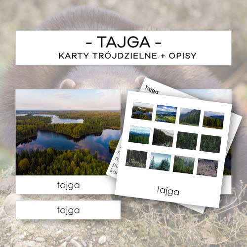 Biomy - tajga - karty trójdzielne 37 szt. + opisy