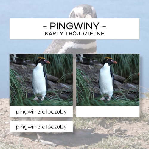 Pingwiny - karty trójdzielne 15 szt.
