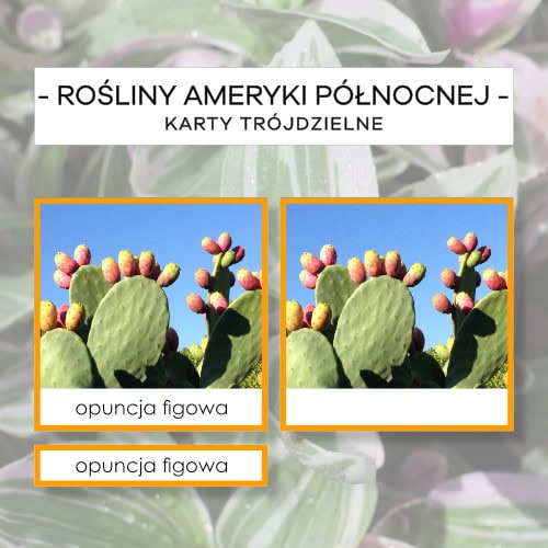 Rośliny Ameryki Północnej - karty trójdzielne 10 szt.