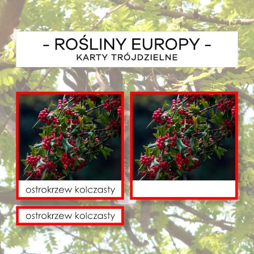 Rośliny Europy - karty trójdzielne 10 szt.