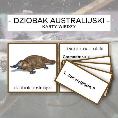 Dziobak australijski - karty wiedzy