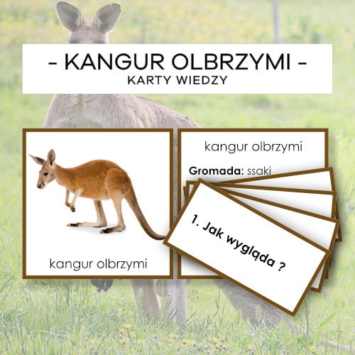 Kangur olbrzymi - karty wiedzy