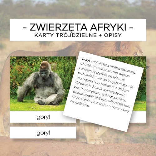 Zwierzęta Afryki - karty trójdzielne 5 szt. + opisy