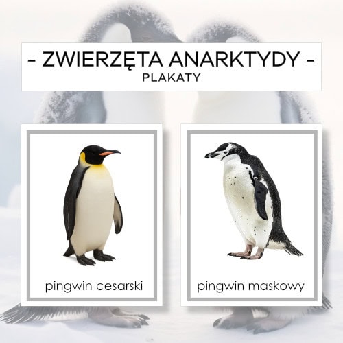 Zwierzęta Antarktydy – plakaty A4