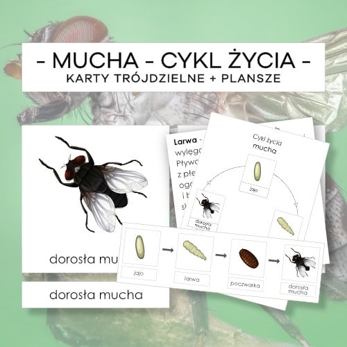 Cykl życia muchy - karty trójdzielne 4 szt. + plansze 2 szt. + opisy