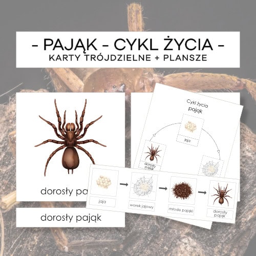 Cykl życia pająka - karty trójdzielne 4 szt. + plansze 2 szt.