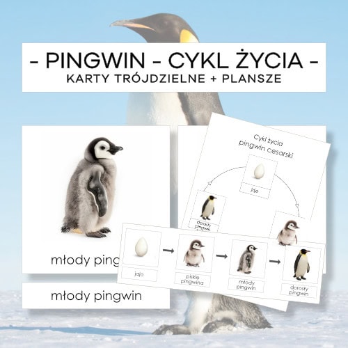 Cykl życia pingwina cesarskiego - karty trójdzielne 4 szt. + plansze 2 szt.