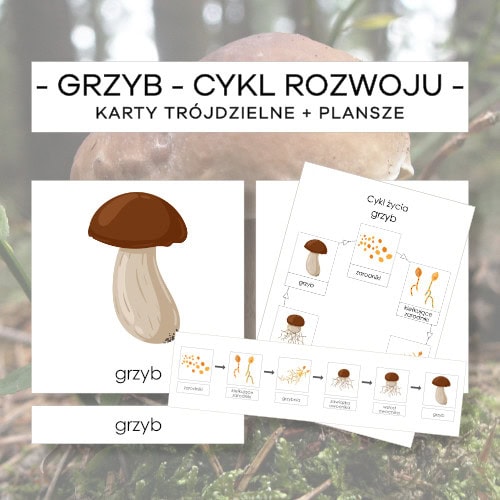 Grzyb – cykl rozwoju – karty trójdzielne 6 szt. + plansze 2 szt.