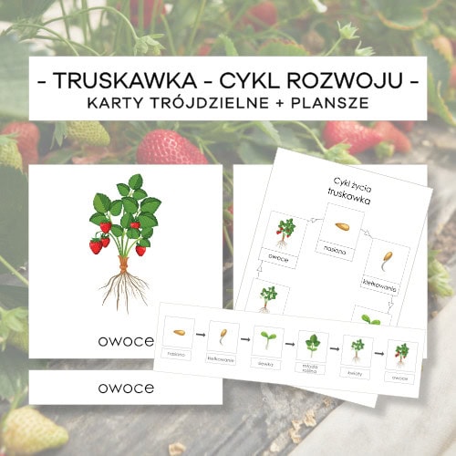 Truskawka – cykl rozwoju – karty trójdzielne 6 szt. + plansze 2 szt.