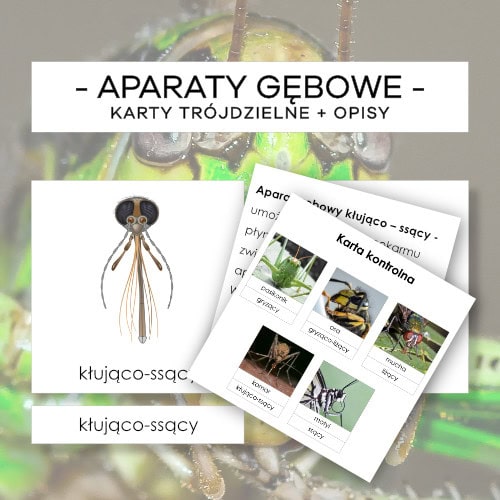 Aparaty gębowe - karty trójdzielne 5 szt. + opisy