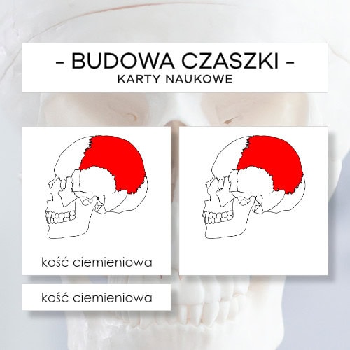 Budowa czaszki - karty naukowe 13 szt.