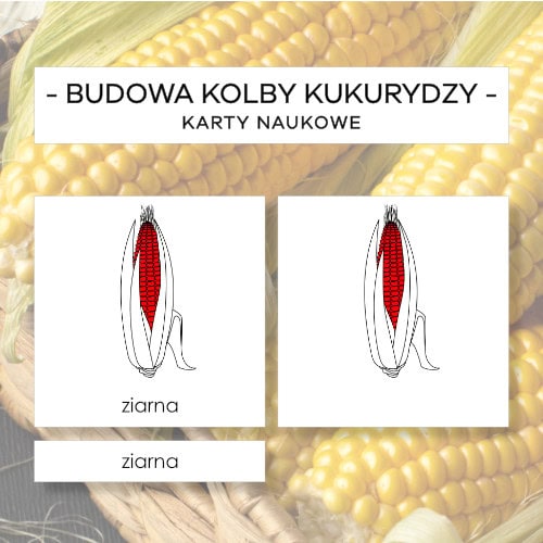 Budowa kolby kukurydzy - karty naukowe 6 szt.