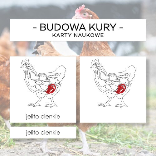 Budowa wewnętrzna kury - karty naukowe 21 szt.