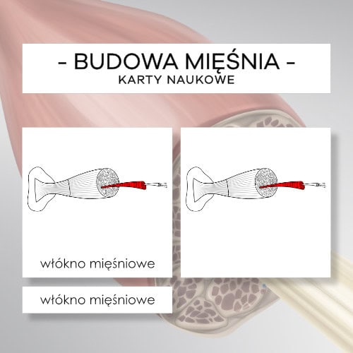Budowa mięśnia - karty naukowe 13 szt.