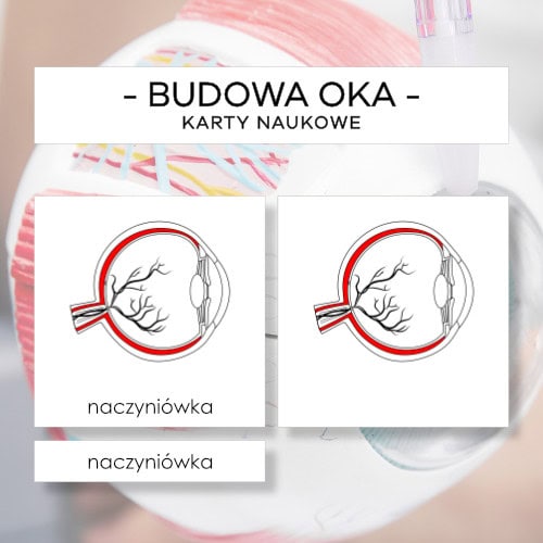 Budowa oka - karty naukowe 17 szt.