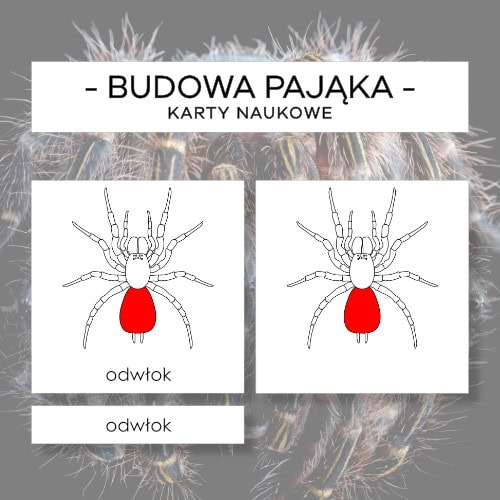Budowa pająka - karty naukowe 8 szt.