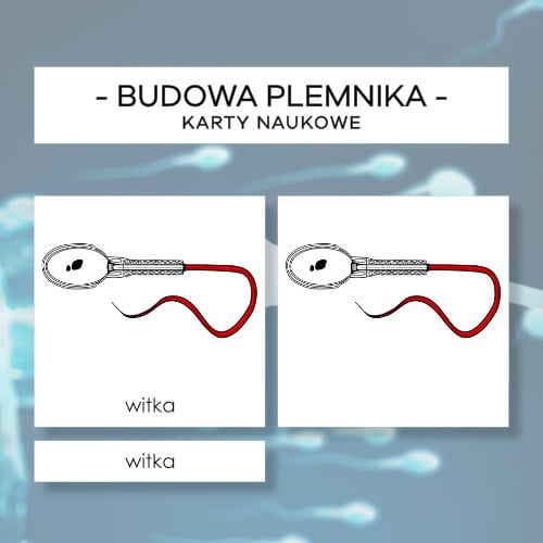 Budowa plemnika - karty naukowe 15 szt.