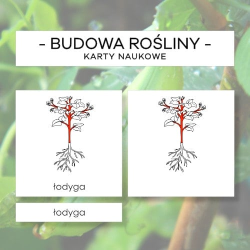 Budowa rośliny - karty naukowe 7 szt.