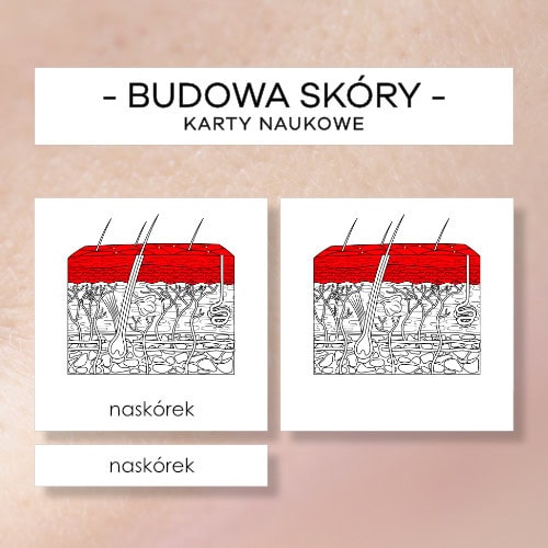 Budowa skóry - karty naukowe 15 szt.