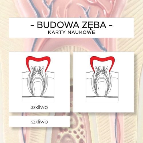 Budowa zęba człowieka - karty naukowe 12 szt.