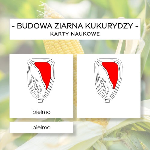 Budowa ziarna kukurydzy - karty naukowe 13 szt.