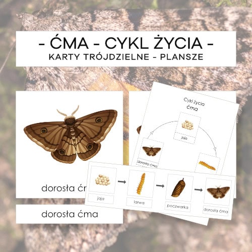 Cykl życia ćmy - karty trójdzielne 4 szt. + plansze 2 szt.
