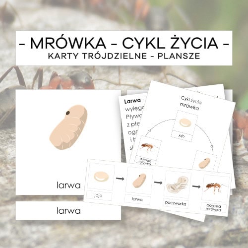 Cykl życia mrówki - karty trójdzielne 4 szt. + plansze 2 szt. + opisy