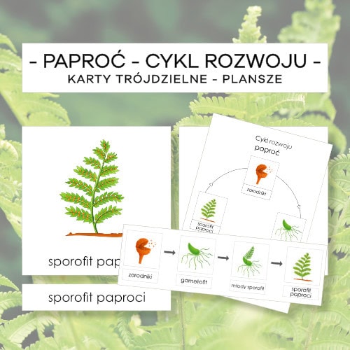 Paproć - cykl rozwoju - karty trójdzielne 4 szt. + plansze 2 szt.