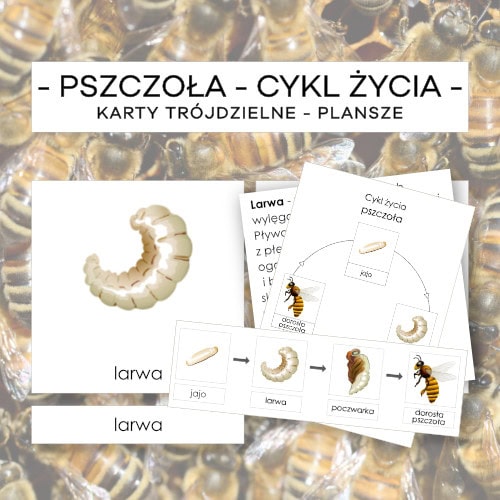 Cykl życia pszczoły - karty trójdzielne 4 szt. + plansze 2 szt. + opisy